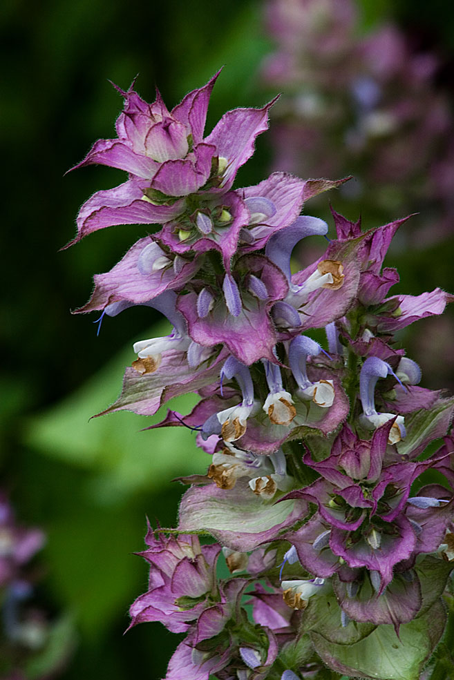 Salvia sclarea var. turkestanica