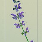 SALVIA SELVATICA