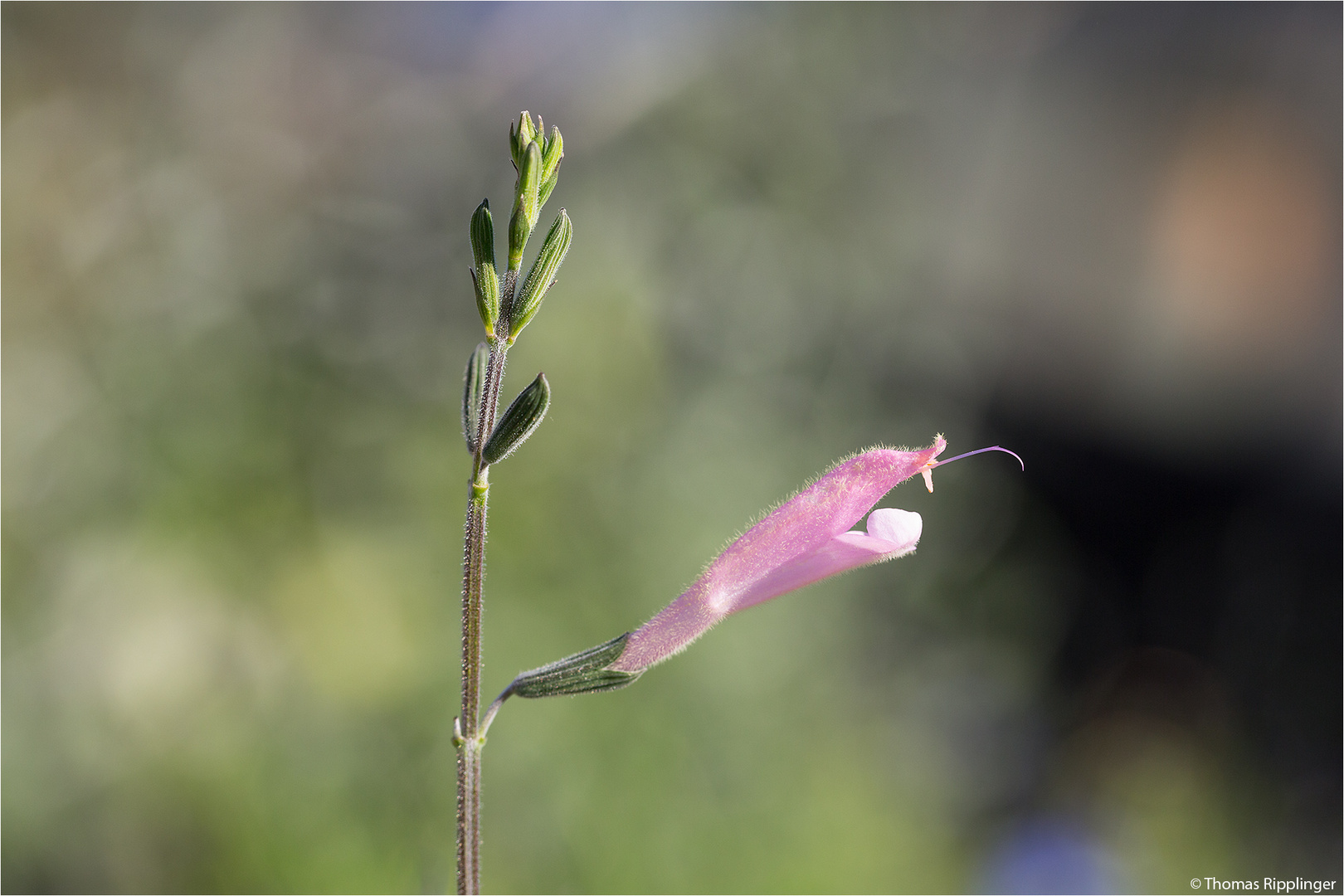 Salvia striata