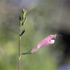 Salvia striata