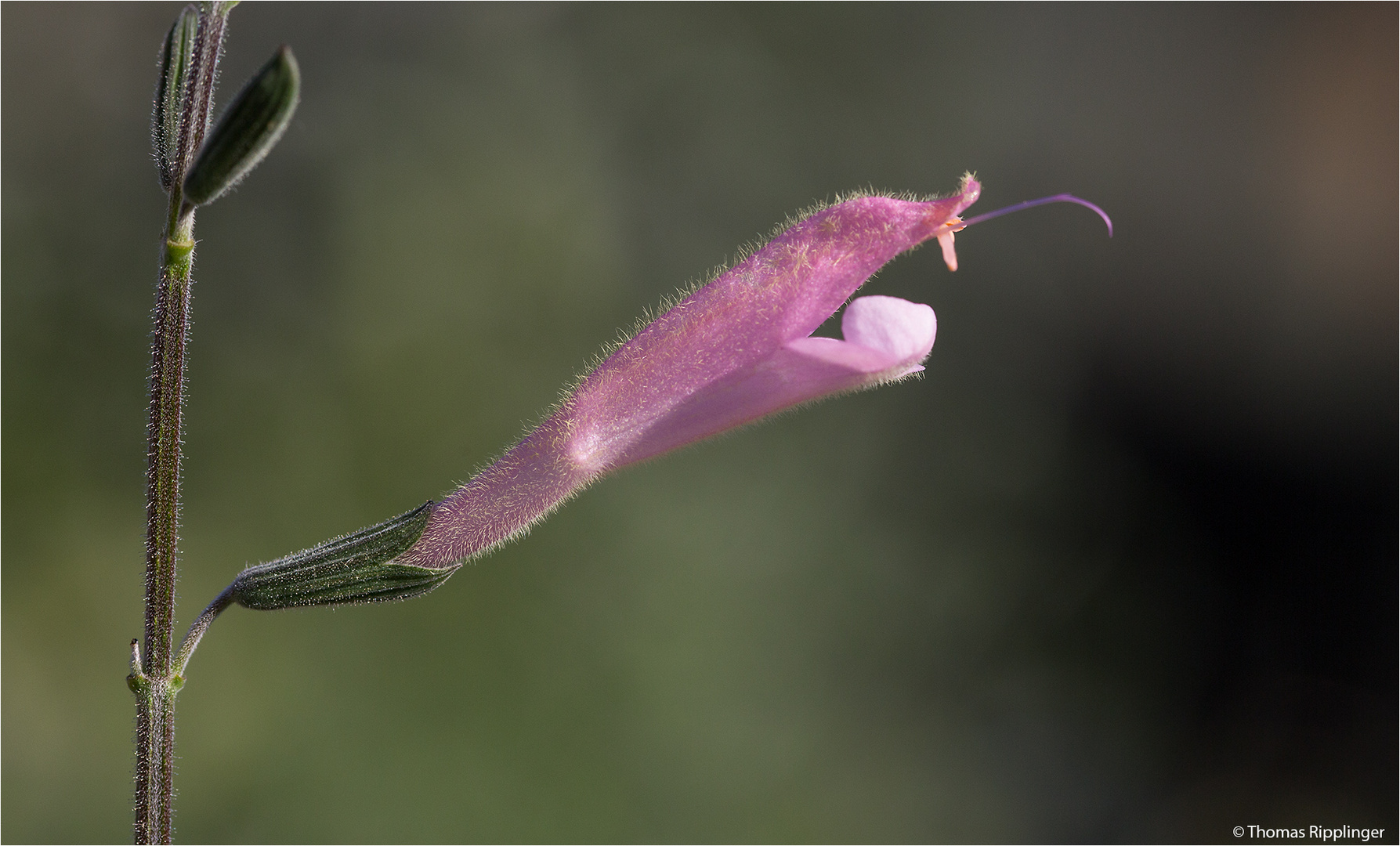 Salvia striata .