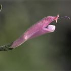 Salvia striata .