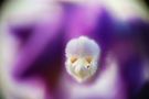 Salvia, super macro. de Manuel Venegas 