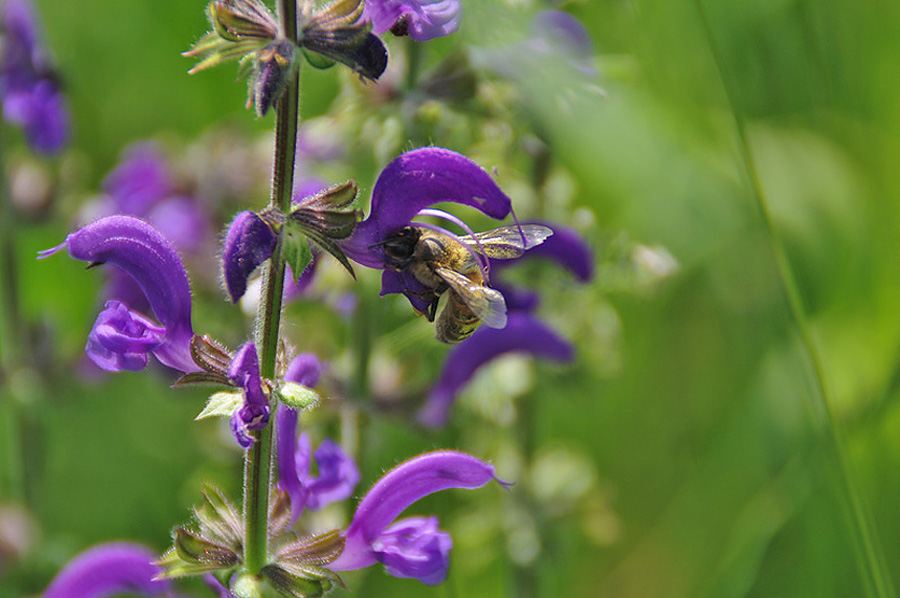 Salvia und die Biene...