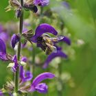 Salvia und die Biene...