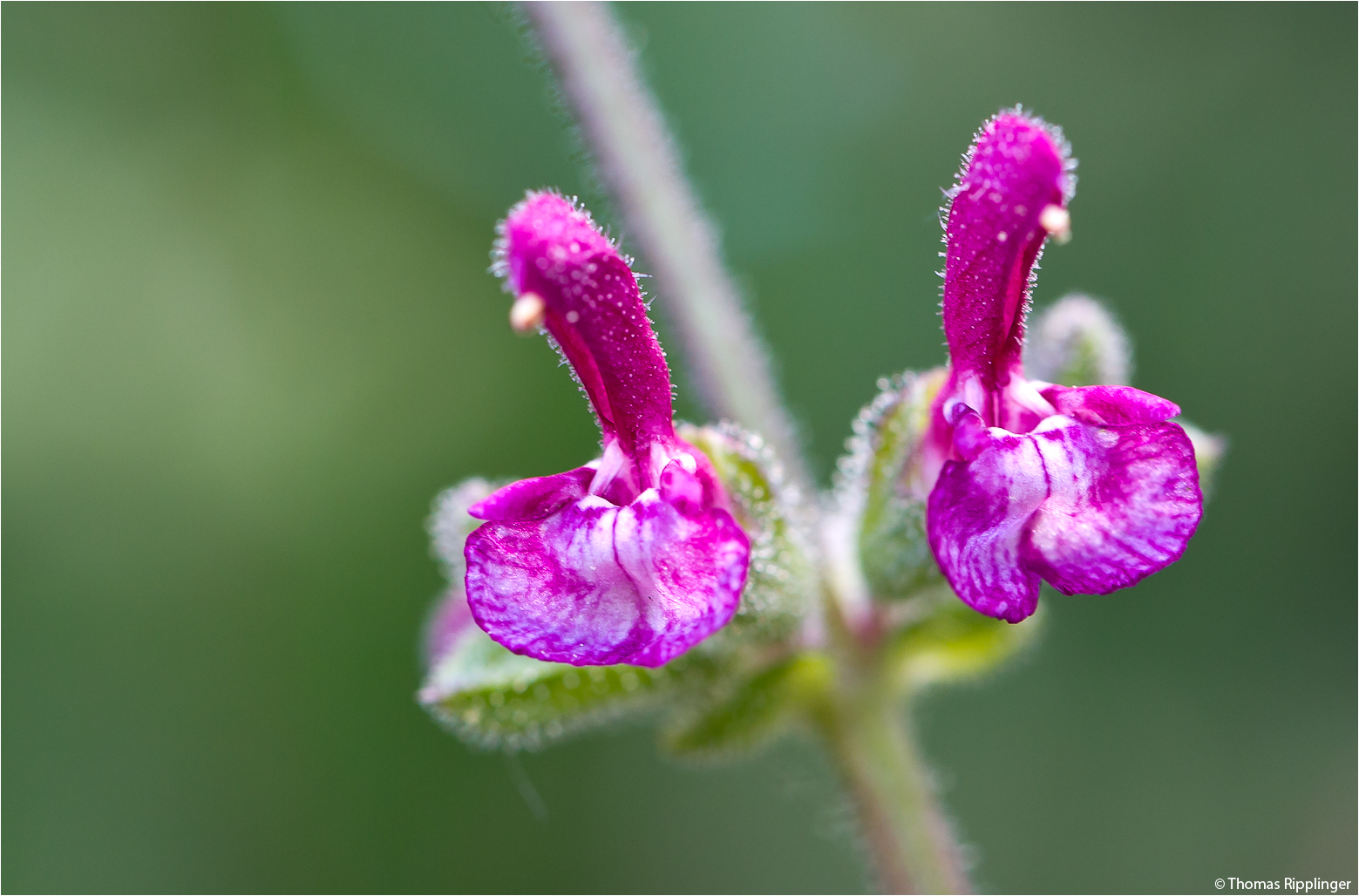 Salvia viscosa