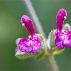 Salvia viscosa