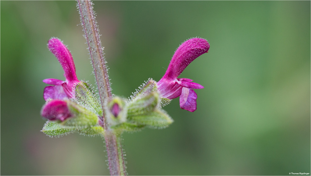 Salvia viscosa...