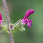 Salvia viscosa...