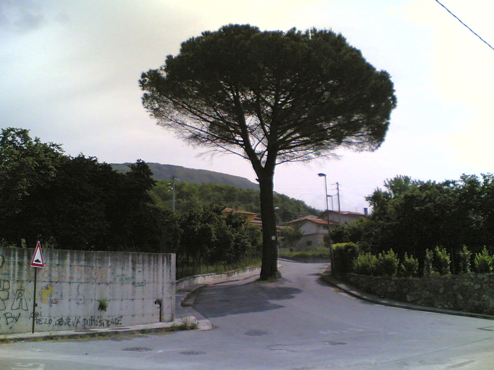 SALVIAMO GLI ALBERI!