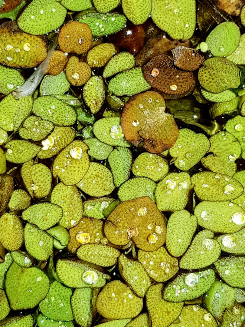 Salvinia 