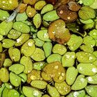 Salvinia 