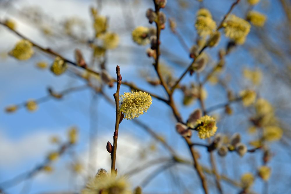 Salweide, Kätzchenweide ( Salix caprea )