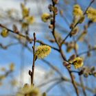 Salweide, Kätzchenweide ( Salix caprea )