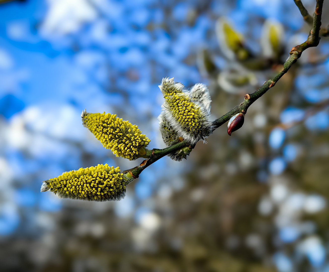 Salweide Salix caprea