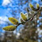 Salweide Salix caprea