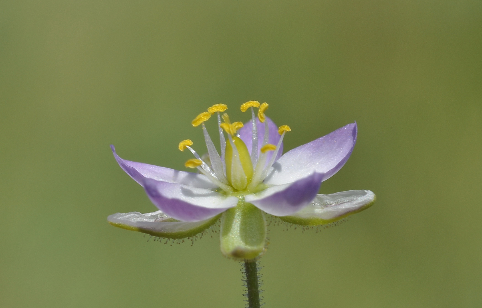 Salz-Schuppenmiere, Spergularia salina