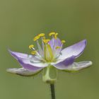 Salz-Schuppenmiere, Spergularia salina