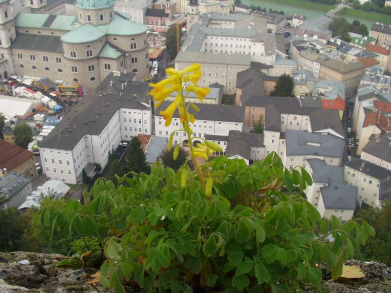 Salzburger Blümchen