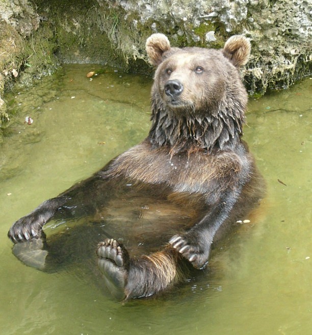 Salzburger (Teddy) Bär :)