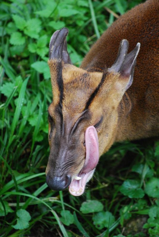 Salzburger Zoo