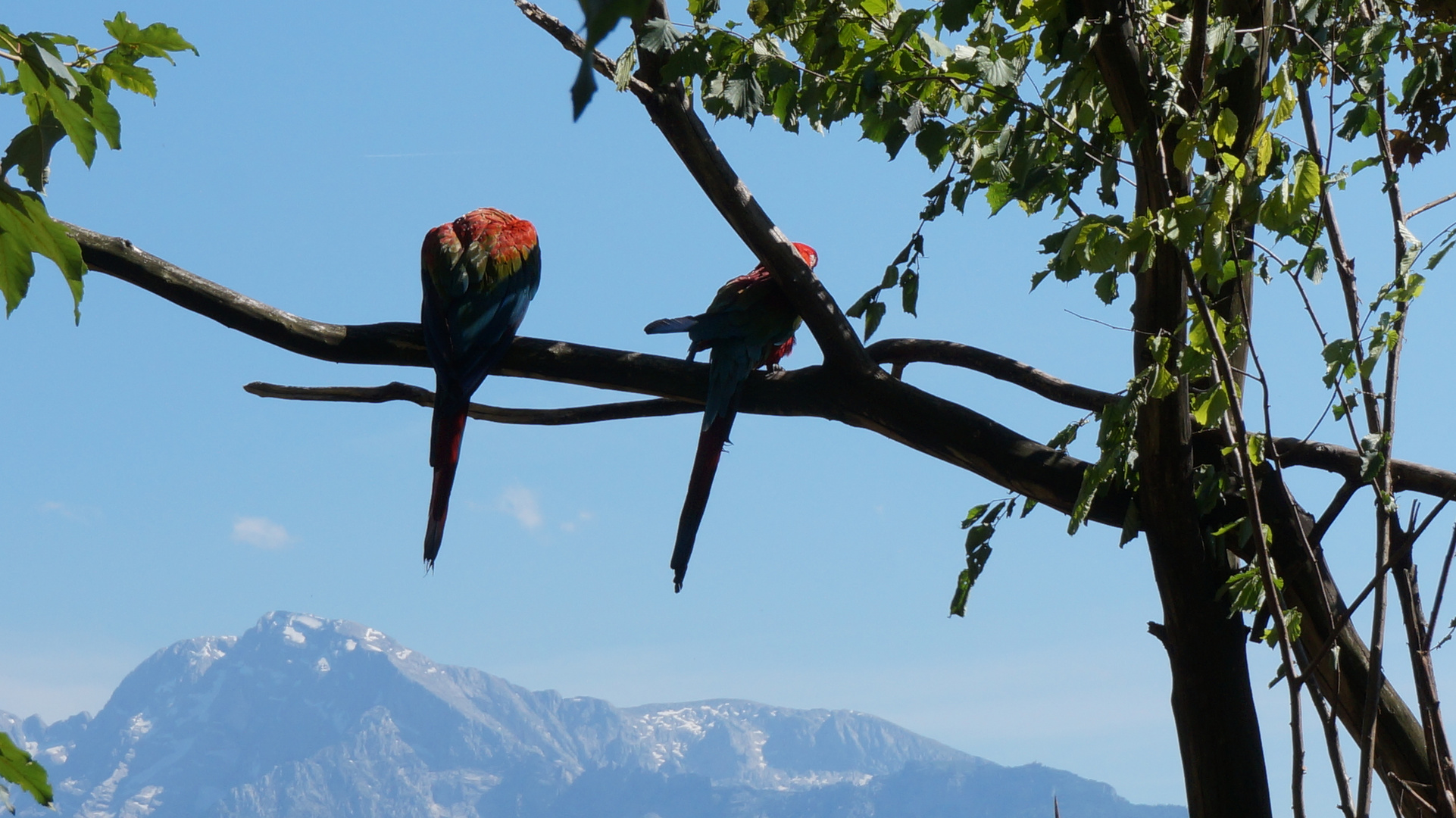 Salzburger Zoo