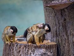 Salzburger Zoo