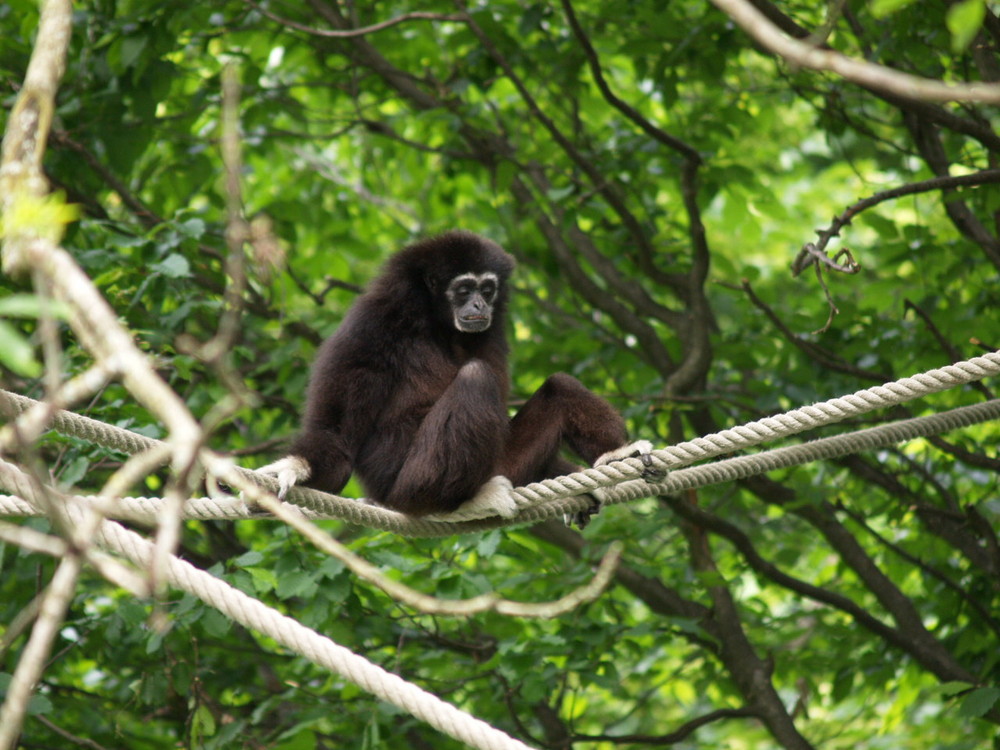 salzburger zoo