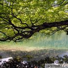 Salzkammergut: am hinteren Langbathsee