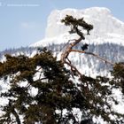 Salzkammergut - kahle Kiefer vor dem Loser