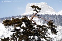 Salzkammergut - kahle Kiefer vor dem Loser