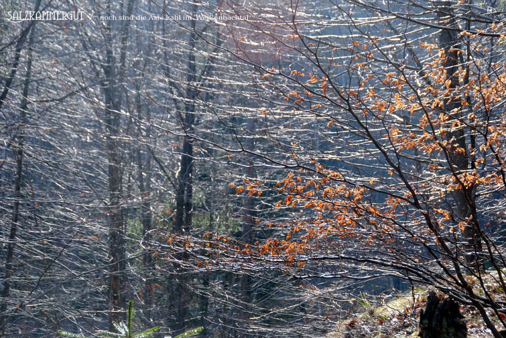 Salzkammergut - noch sind die Äste kahl im Weißenbachtal