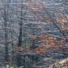 Salzkammergut - noch sind die Äste kahl im Weißenbachtal