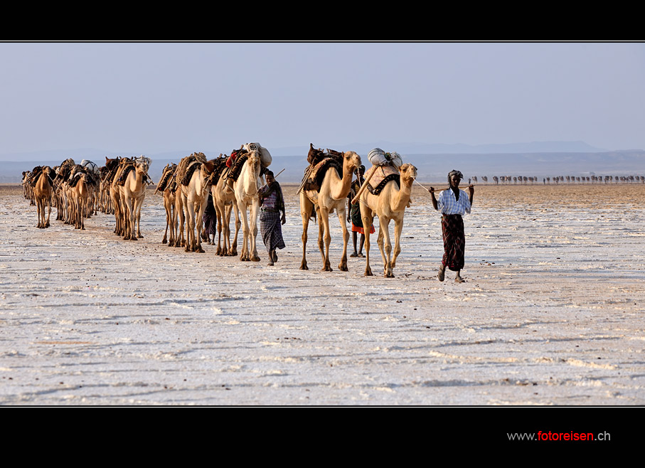 Salzkarawane in der Danakil II