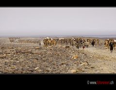 Salzkarawane in der Wüste Danakil