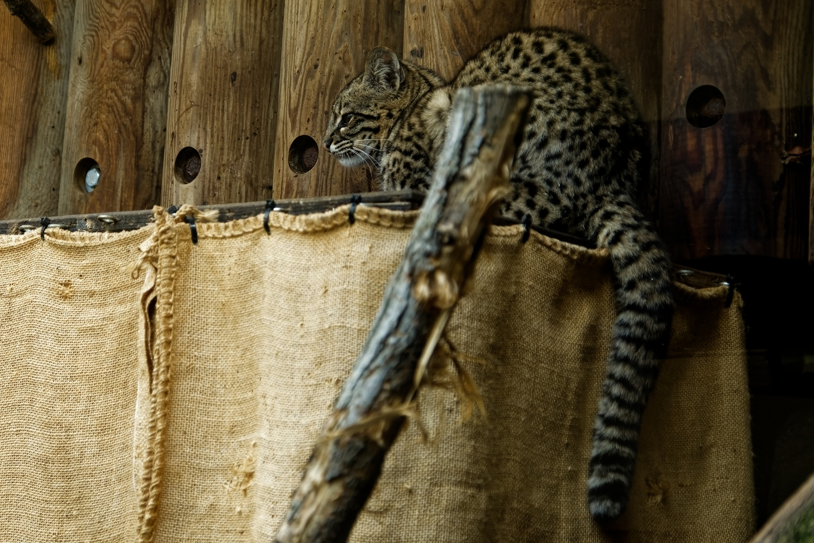 Salzkatze 