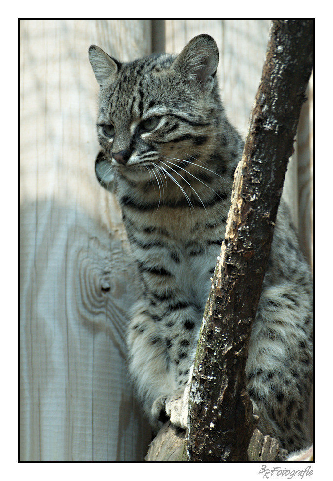 Salzkatze