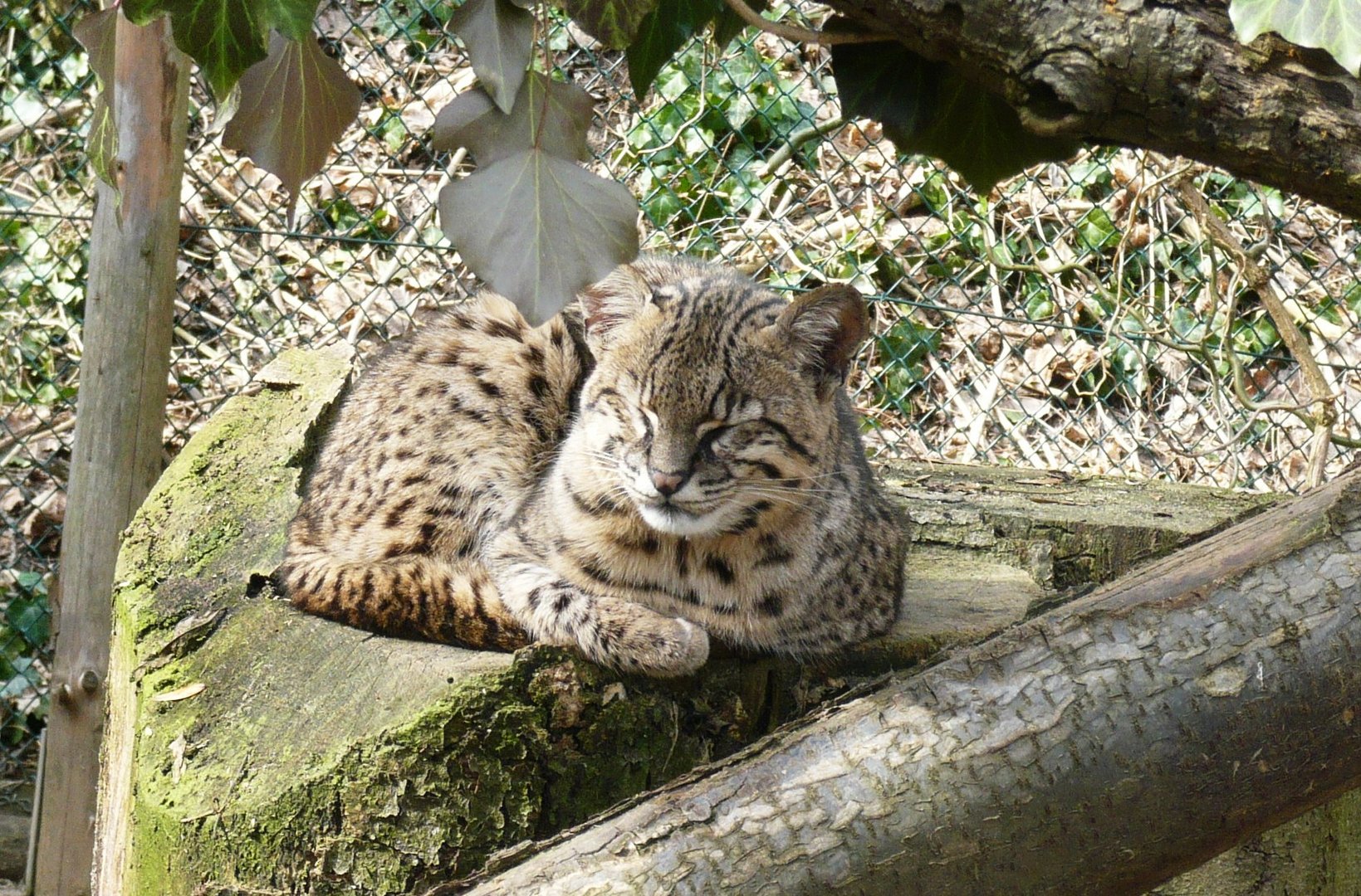 Salzkatze II