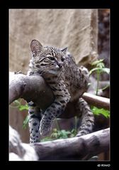 Salzkatze im Karlsruher ZOO.......