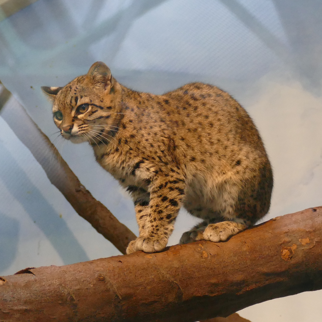 Salzkatze im Kölner Zoo