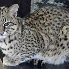 Salzkatze im Opelzoo Kronberg