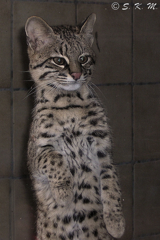 Salzkatze - Kleinfleckkatze