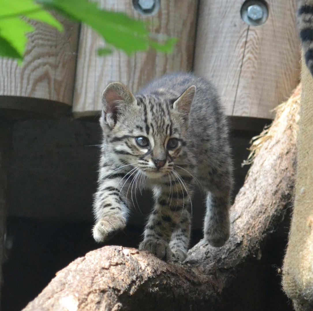 Salzkatzen-Nachwuchs im Zoo Karlsruhe