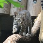 Salzkatzen-Nachwuchs im Zoo Karlsruhe