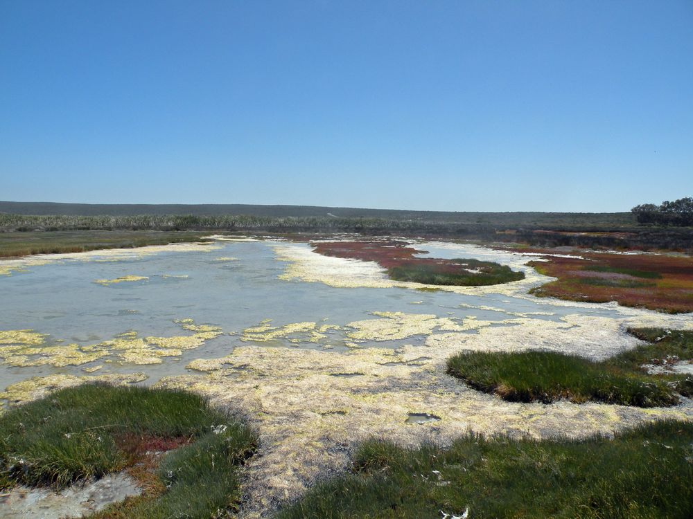 Salzlaaken am Rande des Nationalparks
