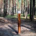 Salzleckstelle im Wald