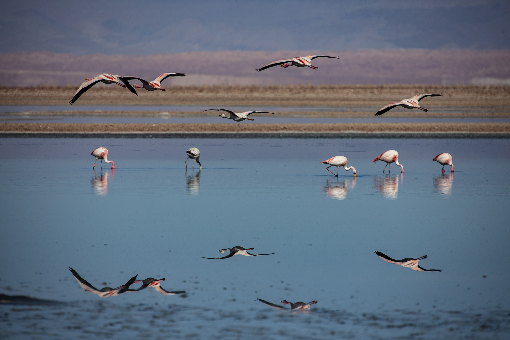 Salzsee Flamingos