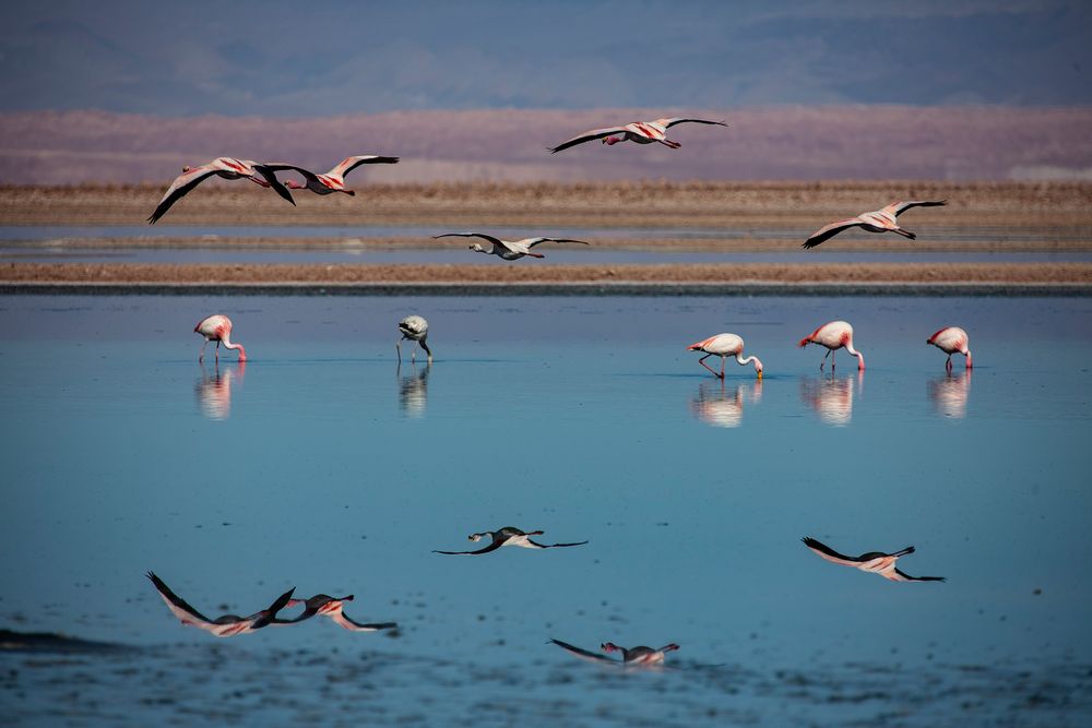 Salzsee Flamingos