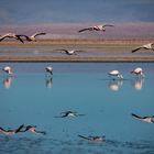 Salzsee Flamingos