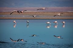 Salzsee Flamingos